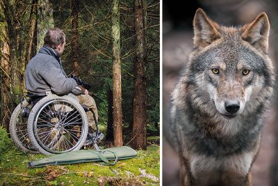 Kollage av två bilder. Den ena föreställer en jägare i rullstol på pass i skogen och den andra är en bild av en varg.