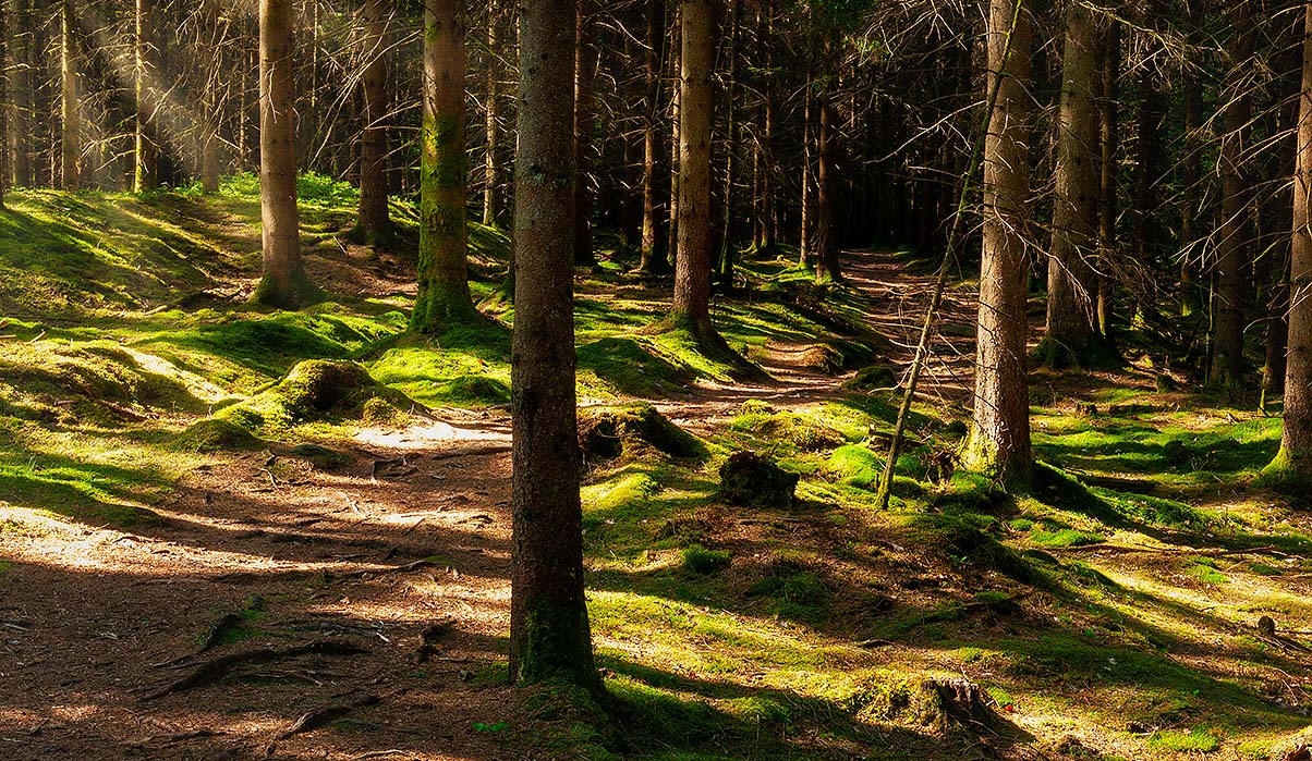 En upptrampad stig går genom en granskog där solljuset försiktigt silar sig in från vänster.